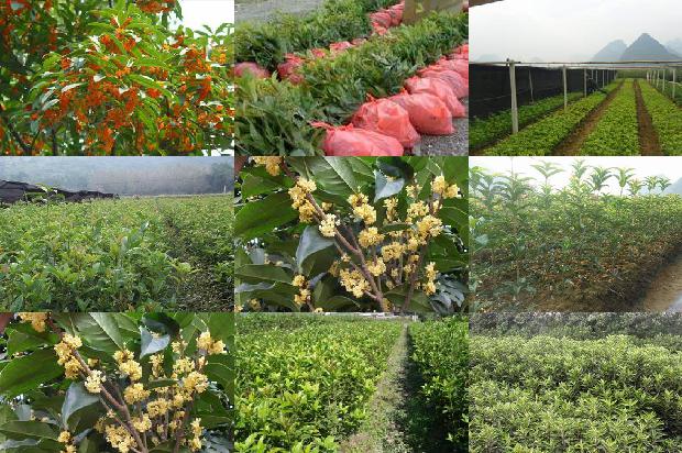 桂花树苗价格:桂花树剥皮注意啥等1662221193085