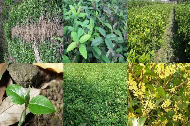 桂花树苗价格:桂花树剥皮注意啥等1662221193096