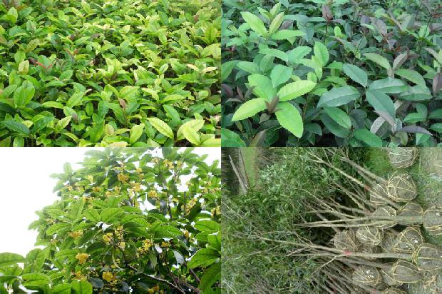 桂花树苗价格:桂花树剥皮注意啥等1662221193107