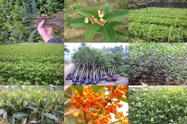 桂花树苗价格:股市桂花“避割”记