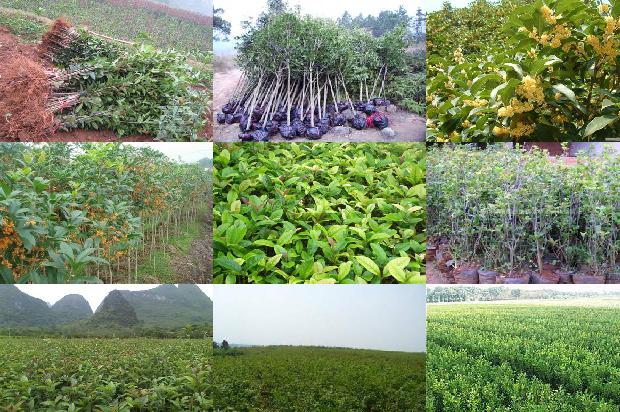 桂花树苗价格:股市桂花“避割”记1662307542246
