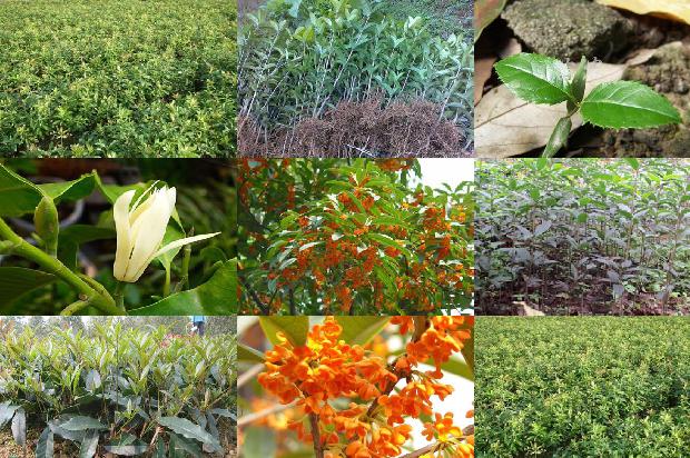 桂花树苗价格[杂交小桂花绿色高效栽培技术]