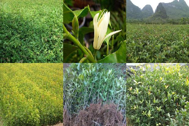 桂花树苗价格[杂交小桂花绿色高效栽培技术]1662307591974