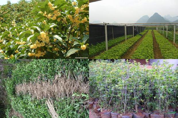 桂花树苗价格_不吃桂花树的侯爷也是好侯爷1662307607638