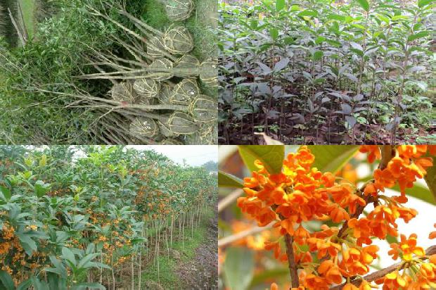 桂花树苗价格(陇东地区日光温室无公害桂花栽培技术)
