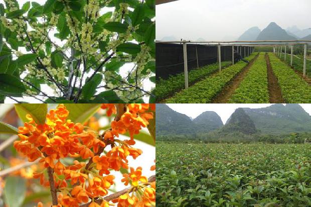 桂花树苗价格:桂花树藤上长银元