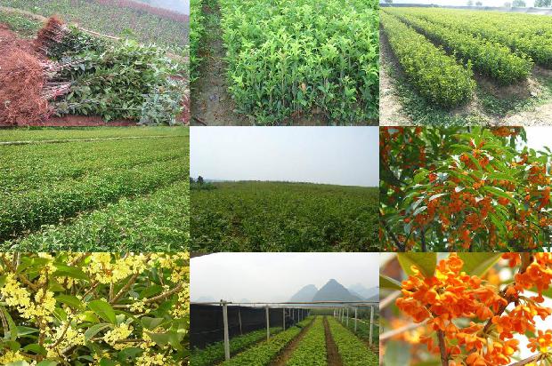 桂花树苗价格-《长江桂花》：一本大学生活中最早接触的专业杂志