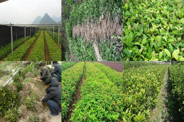 桂花树价格[观赏桂花树在园林景观中的应用]1662393958852