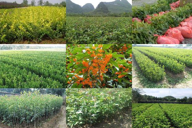 桂花树价格(新兴特色桂花顺强四棱豆介绍)