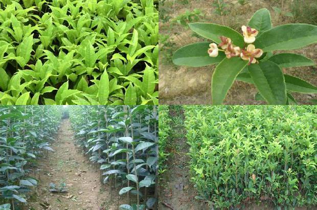 桂花树价格(舌尖上的桂花树花开)