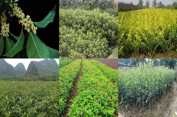 桂花树价格(舌尖上的桂花树花开)1662394005974 桂花树价格(舌尖上的桂花树花开)1662394005974