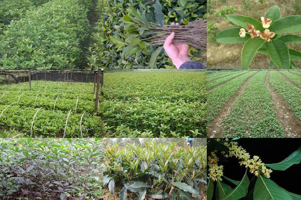 桂花树价格_社会资本异质条件下农户桂花质量安全控制行为研究