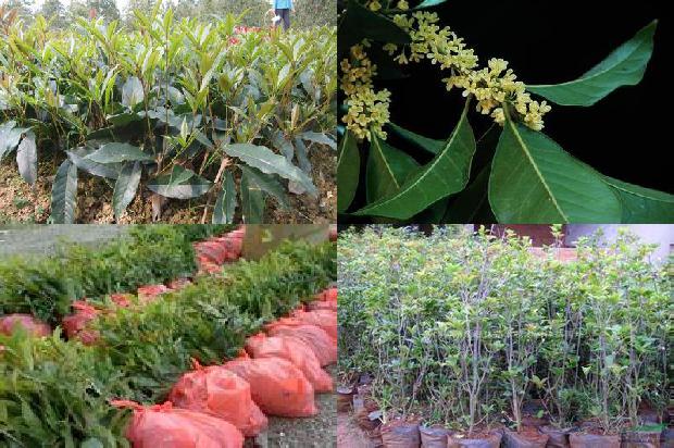 桂花树苗:有机桂花种植模式及生态农业技术推广应用