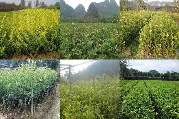 桂花树苗:有机桂花种植模式及生态农业技术推广应用1662480386054