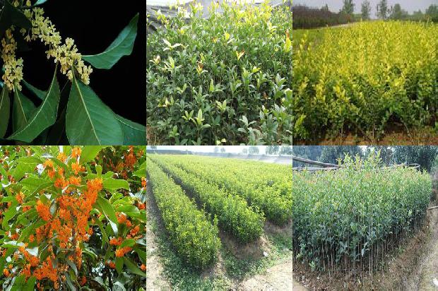 桂花树苗:有机桂花种植模式及生态农业技术推广应用1662480386065
