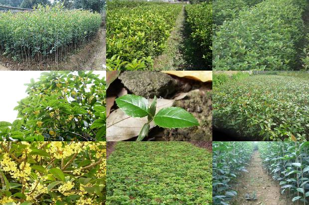 桂花树苗:有机桂花种植模式及生态农业技术推广应用1662480386076