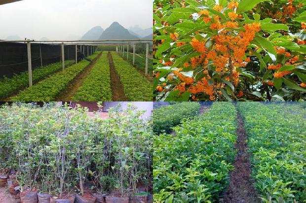 桂花树苗-张家口坝上错季桂花温室育苗期大风灾害分析