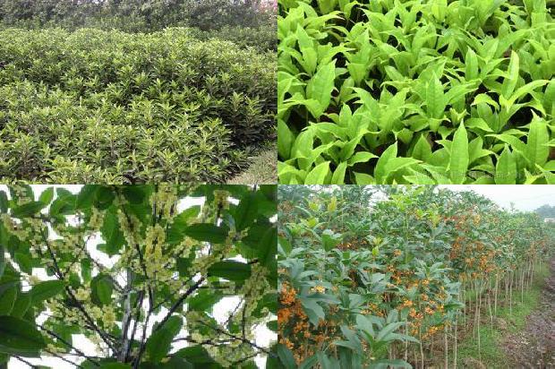 桂花树苗_桂花树苗木栽植技术新观点1662480458042