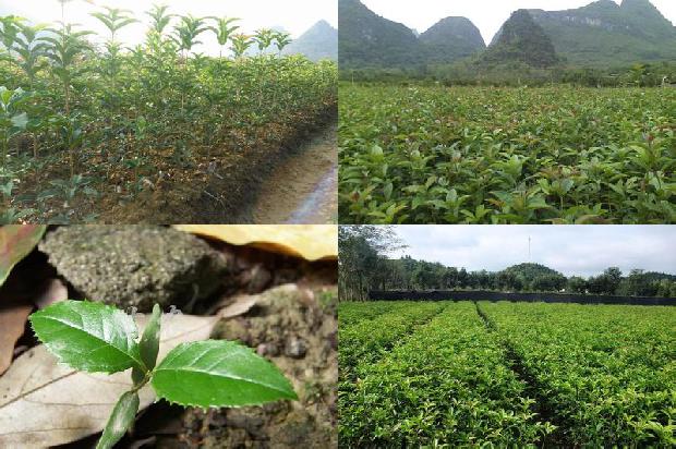 桂花树苗_桂花树苗木栽植技术新观点1662480458053