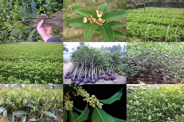 桂花树批发多少钱一斤价格1690072387512