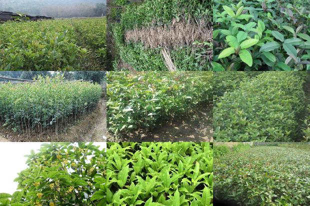 桂花树苗:甜桂花高架大棚高产高效栽培技术1662567015804