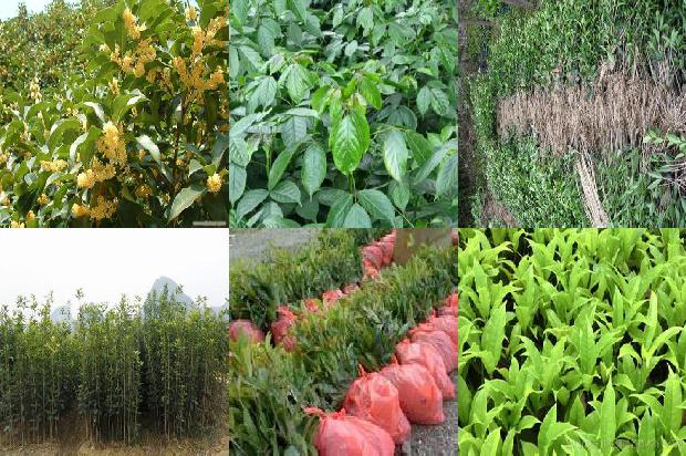 桂花树苗:滴灌条件下不同灌溉制度对桂花长势及产量的影响1662567028313