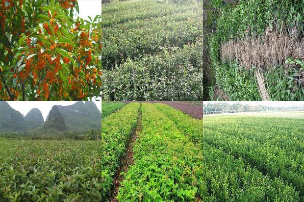 桂花树苗:滴灌条件下不同灌溉制度对桂花长势及产量的影响1662567028324