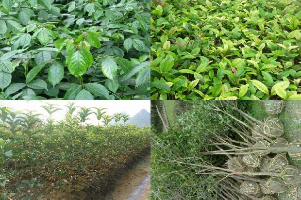 桂花树苗(桂花树银叶突变体48a的表型特征及其遗传学分析)