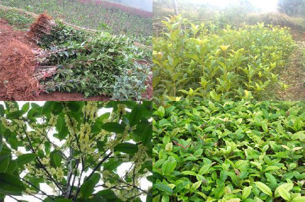 桂花树苗(桂花树银叶突变体48a的表型特征及其遗传学分析)1662567036703