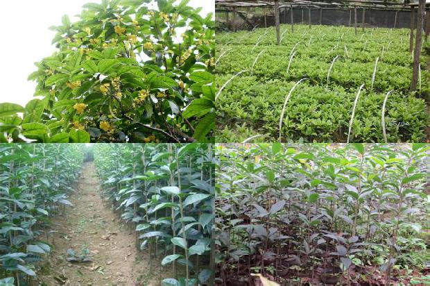 桂花树施肥量标准是多少1688433796960