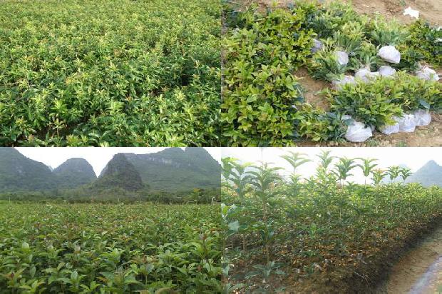 桂花树苗(新型液态酶肥在桂花生产中减肥增效技术要点)1662567049204