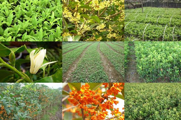 桂花树苗(新型液态酶肥在桂花生产中减肥增效技术要点)1662567049226