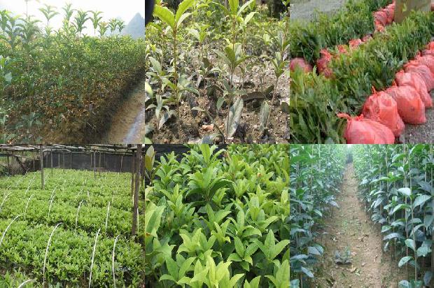 桂花树苗(新型液态酶肥在桂花生产中减肥增效技术要点)1662567049237