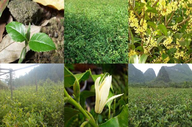 桂花树一年开几次花最好呢1688523328308