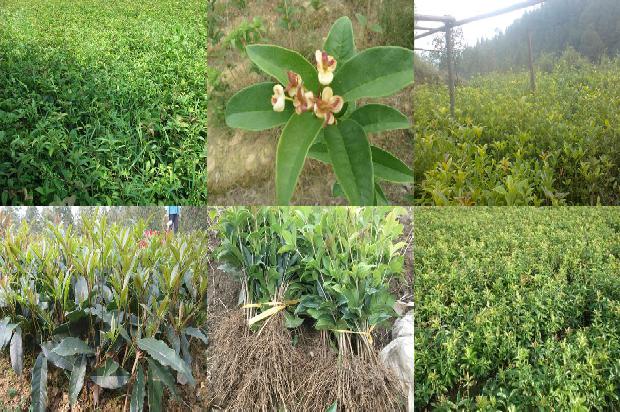 桂花苗价格-日光温室桂花病害发生特点及无公害防治措施