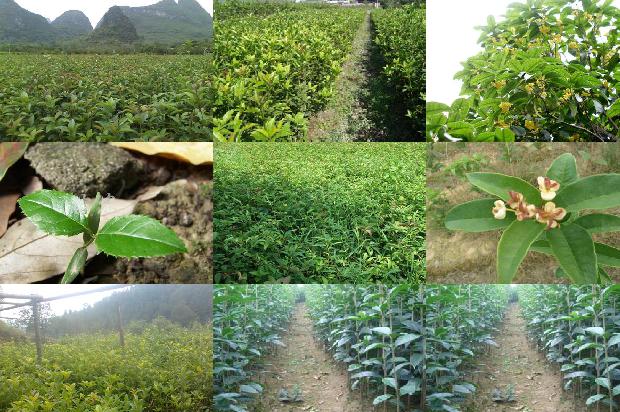 桂花苗价格-日光温室桂花病害发生特点及无公害防治措施1662653385879