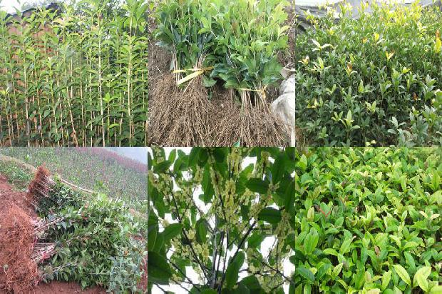 桂花苗价格-生物菌肥在桂花种植中的应用研究