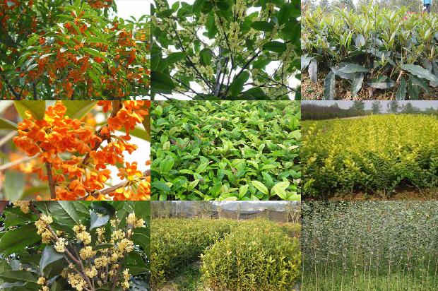桂花苗价格-生物菌肥在桂花种植中的应用研究1662653398810