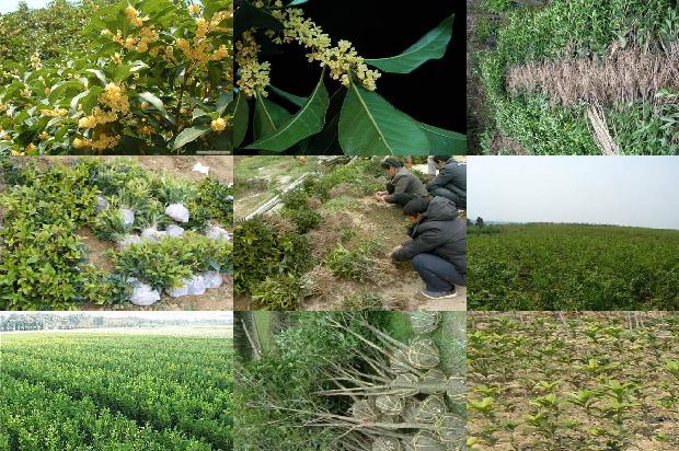 桂花苗价格-生物菌肥在桂花种植中的应用研究1662653398821