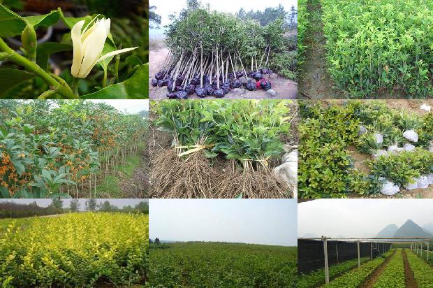 桂花苗价格-生物菌肥在桂花种植中的应用研究1662653398843