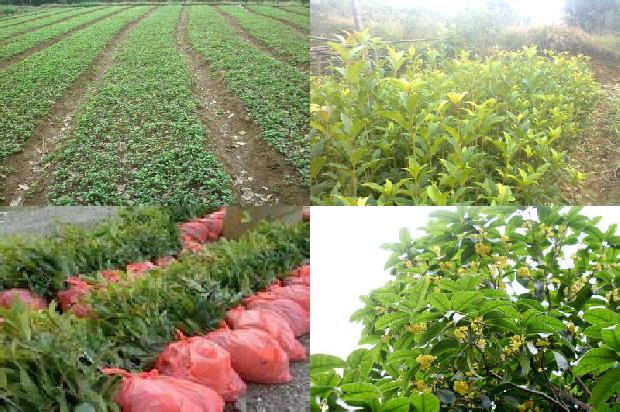 桂花苗价格:设施农业桂花栽培技术要点分析1662653415287