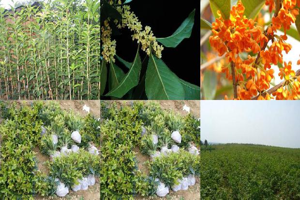 桂花苗价格:设施农业桂花栽培技术要点分析1662653415298