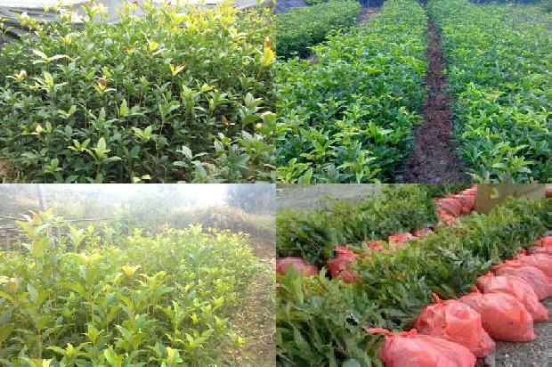 桂花苗价格:设施农业桂花栽培技术要点分析1662653415309