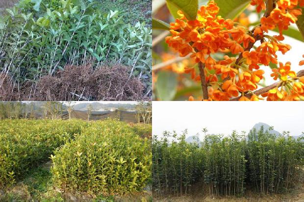桂花苗价格:设施农业桂花栽培技术要点分析1662653415320