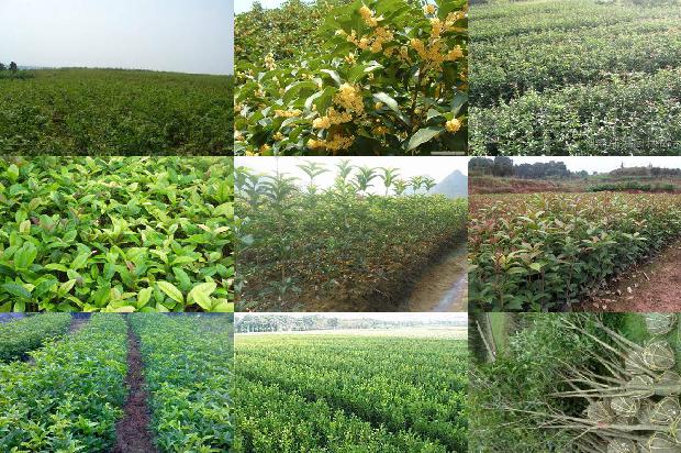 桂花苗价格:设施农业桂花栽培技术要点分析1662653415331