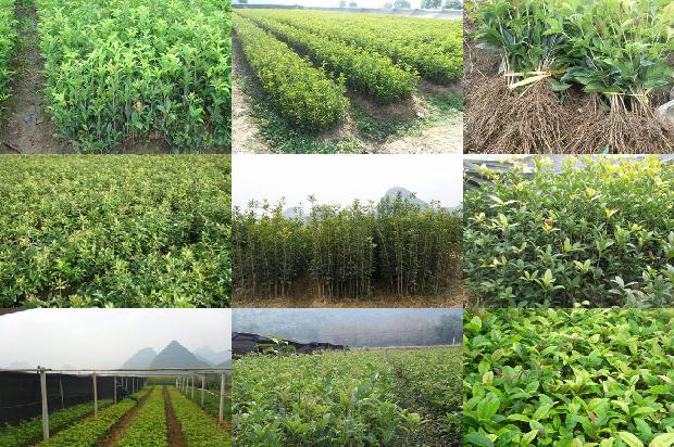 桂花苗价格:设施农业桂花栽培技术要点分析1662653415342