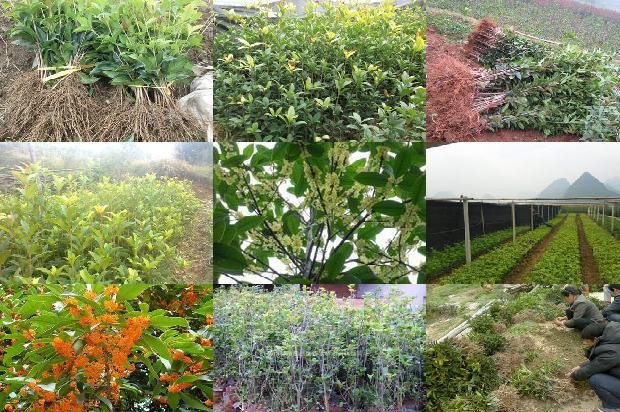 桂花苗价格:设施农业桂花栽培技术要点分析1662653415352