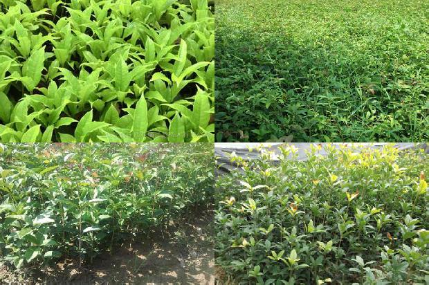 桂花苗价格:影响桂花产量和品质的有效光质研究