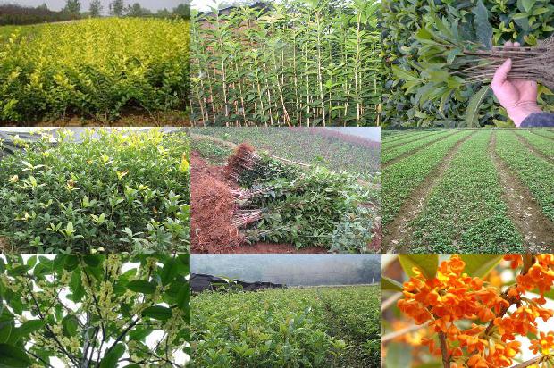 桂花苗价格:影响桂花产量和品质的有效光质研究1662653438417
