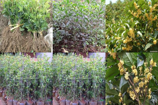 桂花苗价格:影响桂花产量和品质的有效光质研究1662653438428